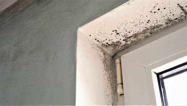 Best Mold Odor Removal Services  in Atherton, CA